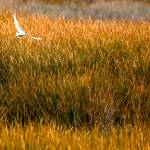 An egret soars through lush marshlands at the Salton Sea.