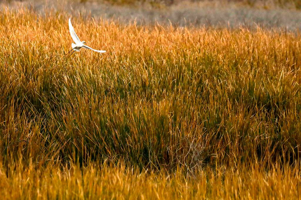 An egret soars through lush marshlands at the Salton Sea.