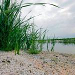 Grasses and cattails are sprouting up on the exposed lake bed of the Salton Sea.
