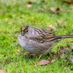Golden-crowned Sparrow (Zonotrichia atricapillia). (Photo by Gregg Thompson)