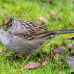 Grays Harbor Birds: Golden-crowned Sparrow (Zonotrichia atricapillia)