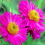 Master Gardener: M is for Michaelmas daisies — asters for fall color