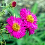 Agnes Monkelbaan photo                                Harringtons Pink is one brightly colored variety of the New England aster (Symphyotrichum novae-angliae).