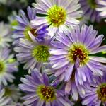 Ramesh NG photo                                The New York aster (Aster novi-bellgii) grows 4 feet wide and 3 feet tall with full clusters of bright blue-violet flowers.
