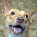 Mouse: Adoptable Pet of the Week