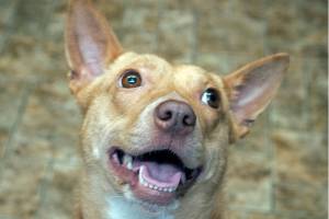 Mouse: Adoptable Pet of the Week