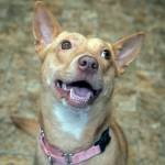 Mouse: Adoptable Pet of the Week