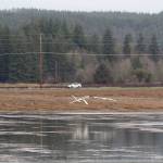 Trumpeter swans take off from a flooded field Wednesday. (Michael Lang | Grays Harbor News Group)