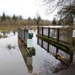 Vance Creek Pond 1 is swelled to flood the path around it Wednesday. (Michael Lang | Grays Harbor News Group)