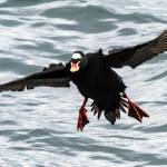 Grays Harbor Birds: Surf Scoter (Melanitta perspicillata)