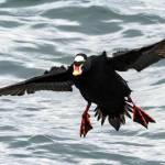 Grays Harbor Birds: Surf Scoter (Melanitta perspicillata)