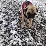 Donald Davidson photo                                Donald Davidsons dog, Maggie, dressed in her winter flannels to check out the snow in her South Aberdeen yard.