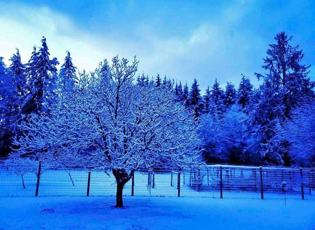 Jennifer OLague-Rothwell photo                                Jennifer OLague-Rothwell shared this pastoral setting at her home in Montesano, up the Wynoochee River.