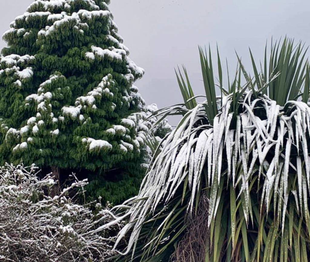 Cindy Wakefield photo                                The various textures of this yard in East Hoquiam caught Cindy Wakefields eye.
