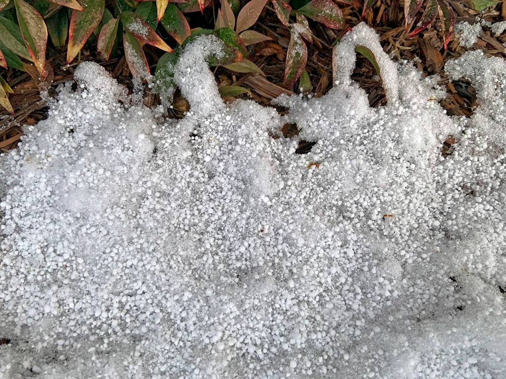 Kat Bryant | Grays Harbor News Group                                Upon close inspection, the fluffy stuff was mixed with snow pellets.