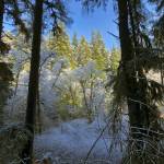 Monty Mills photo                                Monty Mills got several beautiful shots at Stewart Park in Aberdeen, which he said was wonderfully quiet and peaceful with the snow.