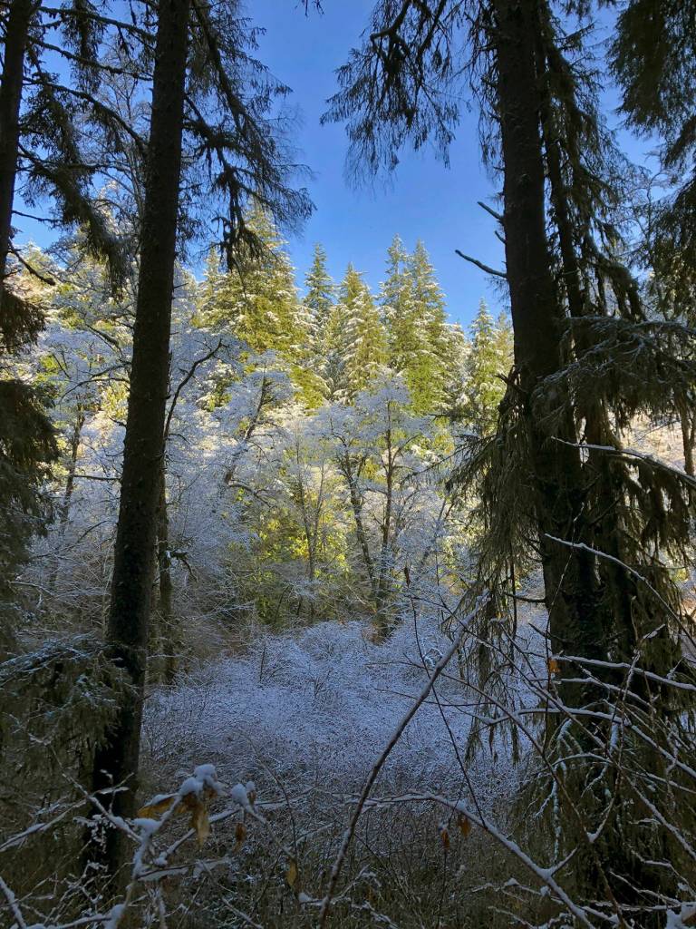 Monty Mills photo                                Monty Mills got several beautiful shots at Stewart Park in Aberdeen, which he said was wonderfully quiet and peaceful with the snow.