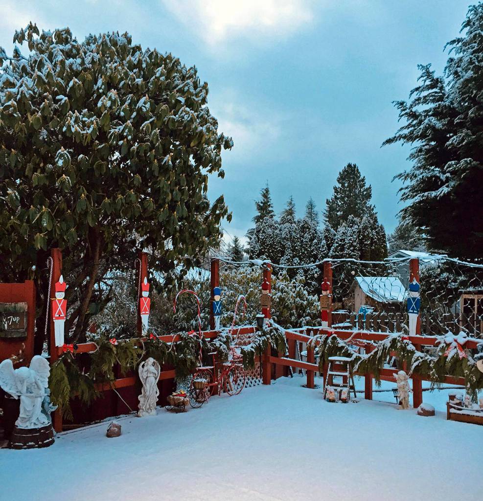 Colleen Simpson photo                                Colleen Simpsons backyard in Cosmopolis is looking quite festive. You should see it at night when I turn on the Christmas lights I refused to take down, she says.