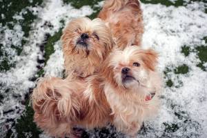 Paris & Penelope: Adoptable Pair of the Week