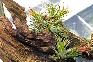 Master Gardener: Plant a pineapple — or another other spectacular bromeliad