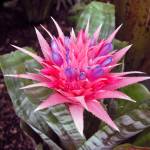 Paul & Aline Burland photo                                Once called urn plants, the Aechmea have a deep tank from which grows one 6- to 12-inch inflorescence with pink or red bracts often forming a reverse rosette.
