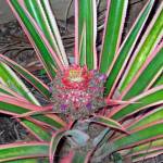 Stephen Michael Barnett photo                                The variegated pineapple plant is grown for its foliage, not for its fruit. The variegated form is well-suited for a partially sunny room. Growing variegated pineapples in full sun is not recommended, as the best color is achieved in lower-light areas.