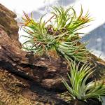 David J. Stang photo                                The small Tillandsia produces a colorful array of shoots. Some produce inflorescences with pink, red or lavender bracts that can last up to a year. Many are fragrant. They need more water than misting, so drip water over them every two or three days.
