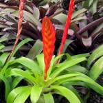 Maarten Sepp photo                                The Vriesea duvaliana is native to Brazil. This and many other Vriesea hybrids have been developed for easy care and are less particular about light, watering and humidity.