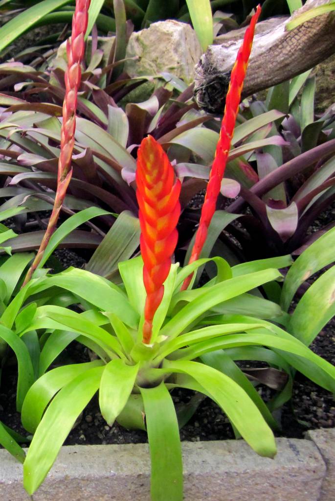 Maarten Sepp photo                                The Vriesea duvaliana is native to Brazil. This and many other Vriesea hybrids have been developed for easy care and are less particular about light, watering and humidity.
