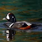 Photo by Judy Taylor