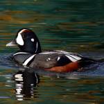 Grays Harbor Birds: Harlequin Duck (Histrionicus histrionicus)