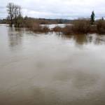 The Chehalis River overflows its usual banks Friday, Jan. 31, 2020, at the old Wakefield Road bridge. (Michael Lang | Grays Harbor News Group)