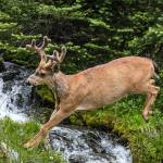 A black-tailed deer springs over a stream near Moose Lake in the Olympic backcountry.