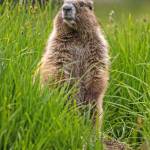 An Olympic marmot surveys its meadow near Moose Lake.