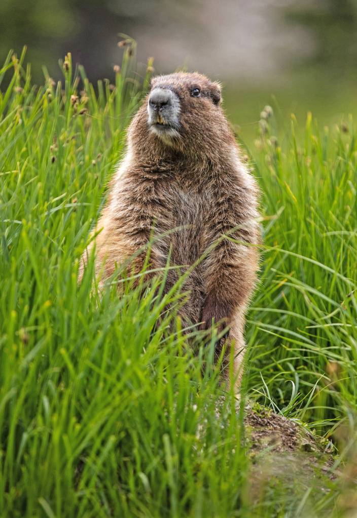 An Olympic marmot surveys its meadow near Moose Lake.