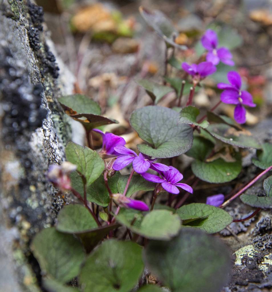 Violets grow between rocks that are pelted by cold, rain and wind on Grand Pass in Olympic National Park.