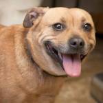 Pebbles: Adoptable Pet of the Week