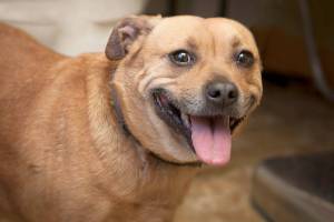 Pebbles: Adoptable Pet of the Week