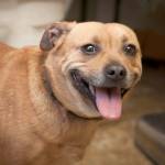 Pebbles: Adoptable Pet of the Week