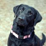 Adoptable Pet of the Week: Bella