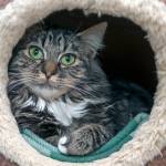 Paprika: Adoptable Pet of the Week