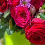 Master Gardener: Roses are red … but why?