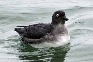 Grays Harbor Birds: Cassin’s Auklet (Ptychoramphus aleuticus)