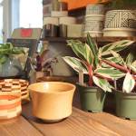 Potted plants keep the air fresh Jan. 29 at the Moore Gallery in Montesano. (Michael Lang | Grays Harbor News Group.)