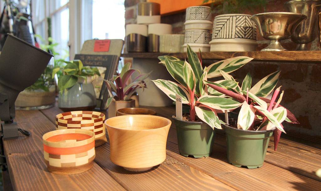 Potted plants keep the air fresh Jan. 29 at the Moore Gallery in Montesano. (Michael Lang | Grays Harbor News Group.)