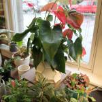 Plants get some sunlight despite the rain Jan. 29, 2020, at Trina Moores gallery in Montesano (Michael Lang | Grays Harbor News Group)