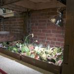 Potted plants sit under a spotlight Jan. 29 at the Moore Gallery in Montesano. (Michael Lang | Grays Harbor News Group.)