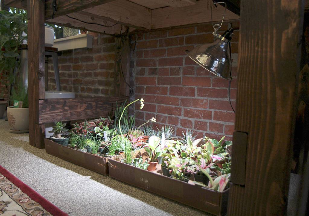 Potted plants sit under a spotlight Jan. 29 at the Moore Gallery in Montesano. (Michael Lang | Grays Harbor News Group.)