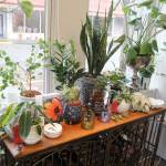 Trina Moores gallery in Montesano is filled with plants and other goods, beyond her oil paintings. Photo taken Jan. 29, 2020. (Michael Lang | Grays Harbor News Group)