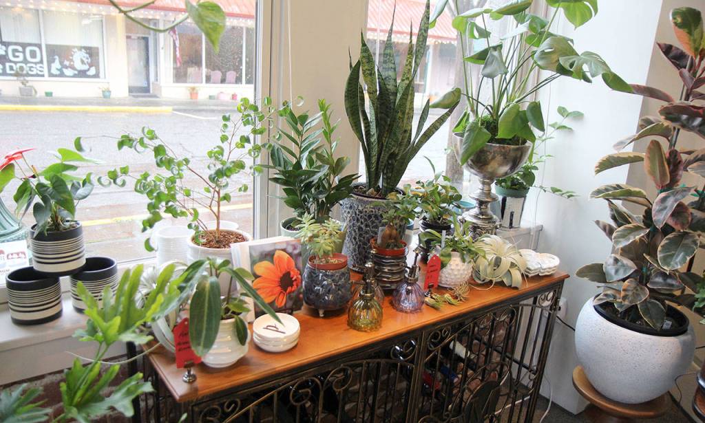 Trina Moores gallery in Montesano is filled with plants and other goods, beyond her oil paintings. Photo taken Jan. 29, 2020. (Michael Lang | Grays Harbor News Group)